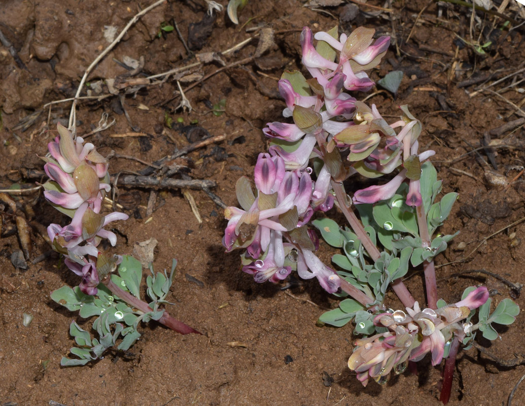 Изображение особи Corydalis ledebouriana.