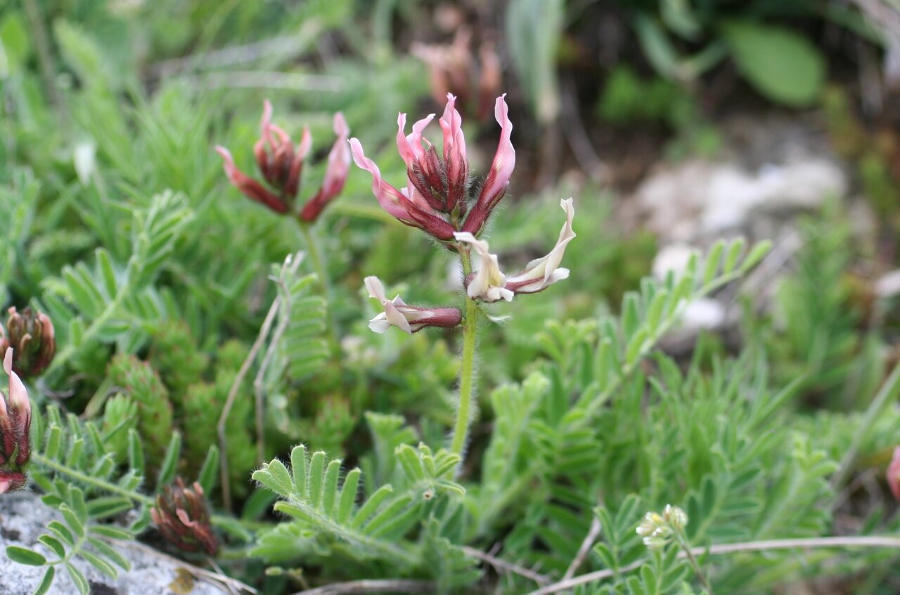 Изображение особи Astragalus suberosus ssp. haarbachii.