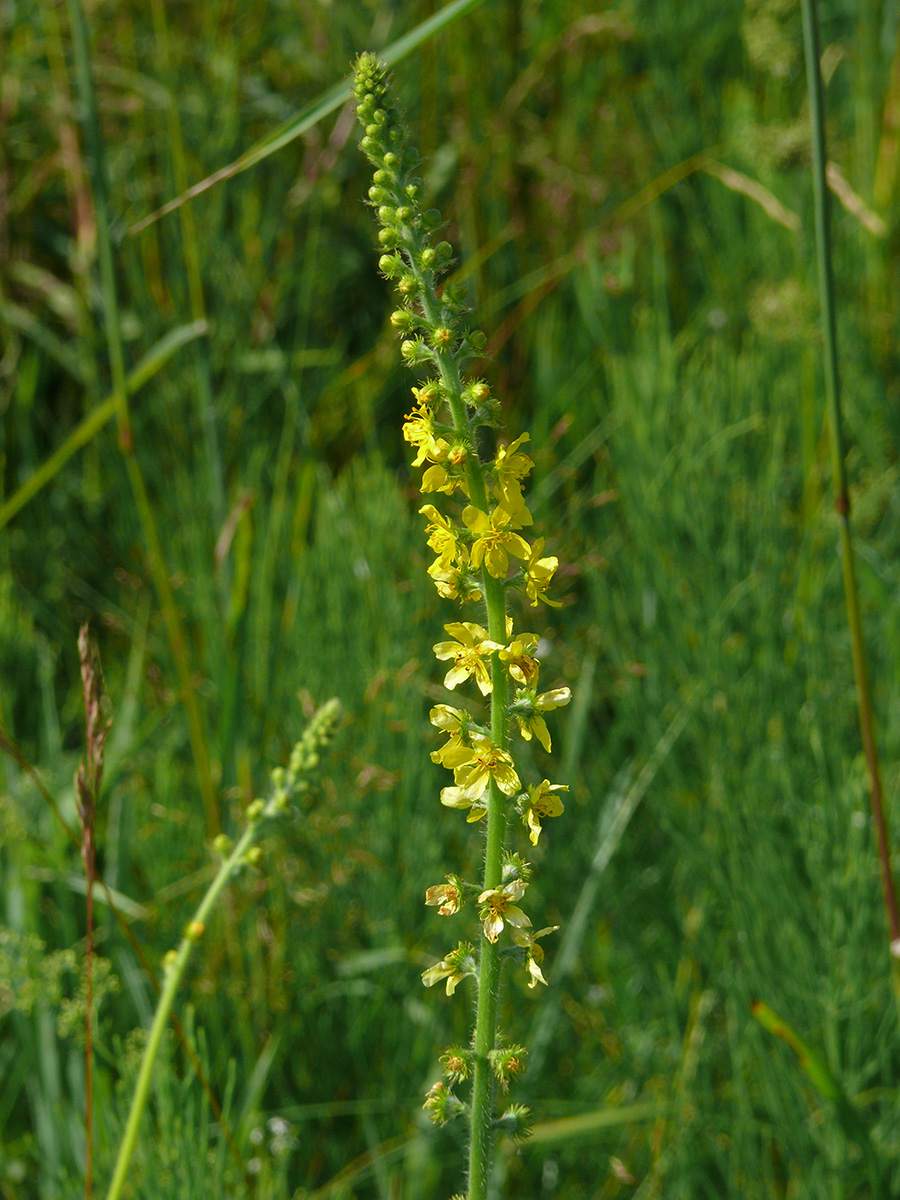 Изображение особи Agrimonia eupatoria.