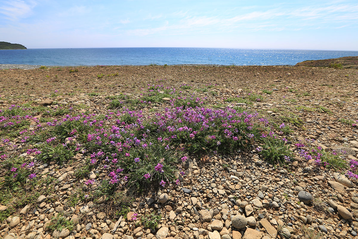 Image of Oxytropis mandshurica specimen.