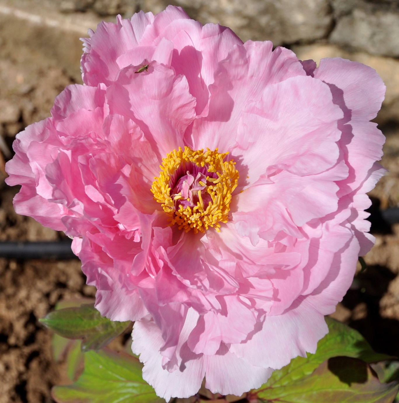 Image of Paeonia suffruticosa specimen.