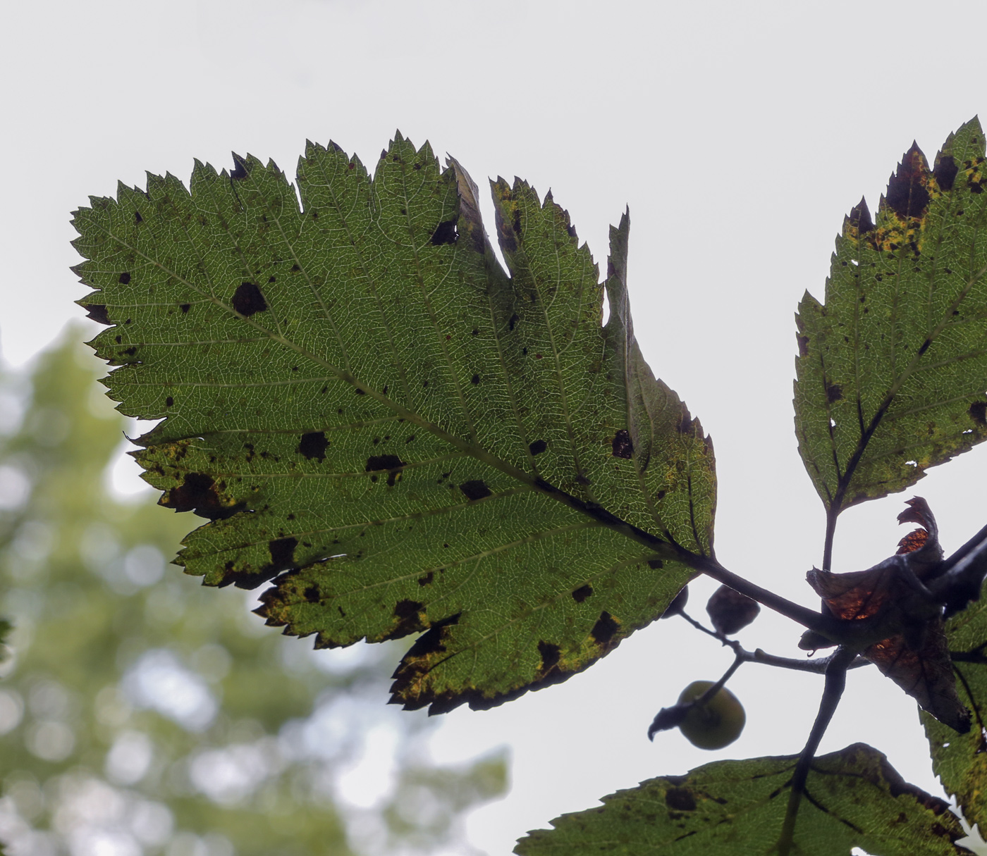 Изображение особи Sorbus mougeotii.