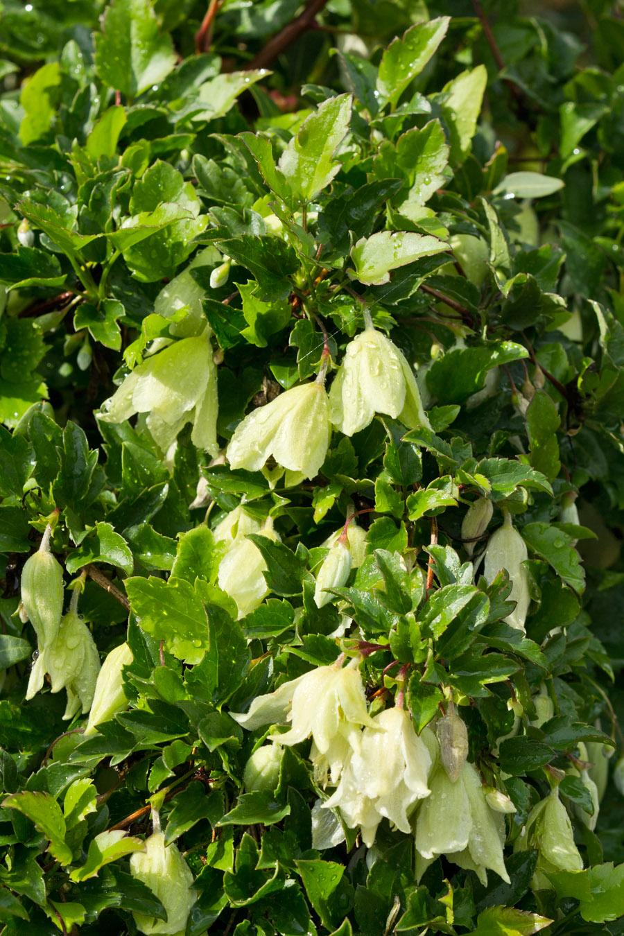 Image of Clematis cirrhosa specimen.