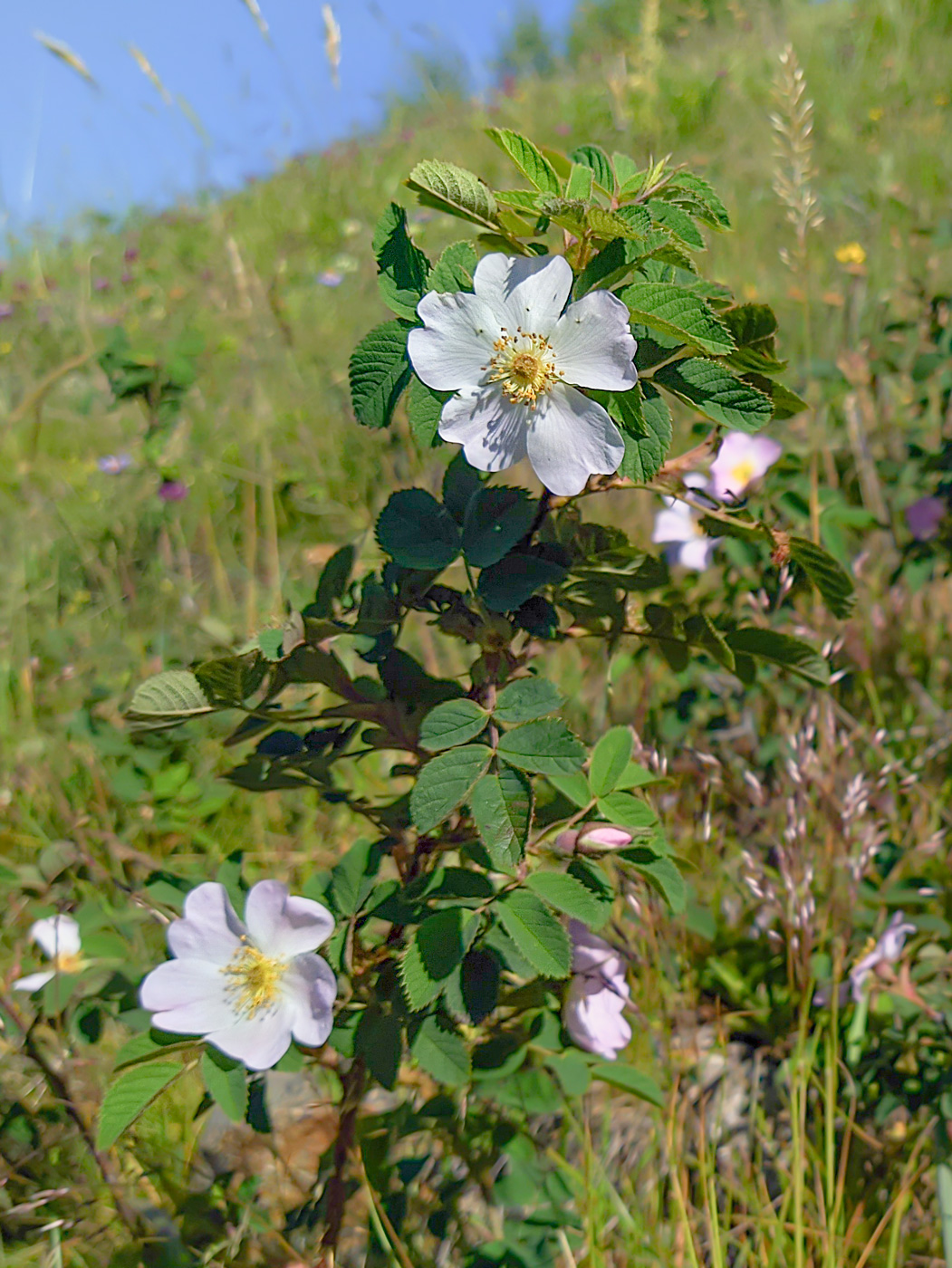 Image of genus Rosa specimen.