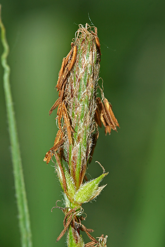 Image of Carex hirta specimen.