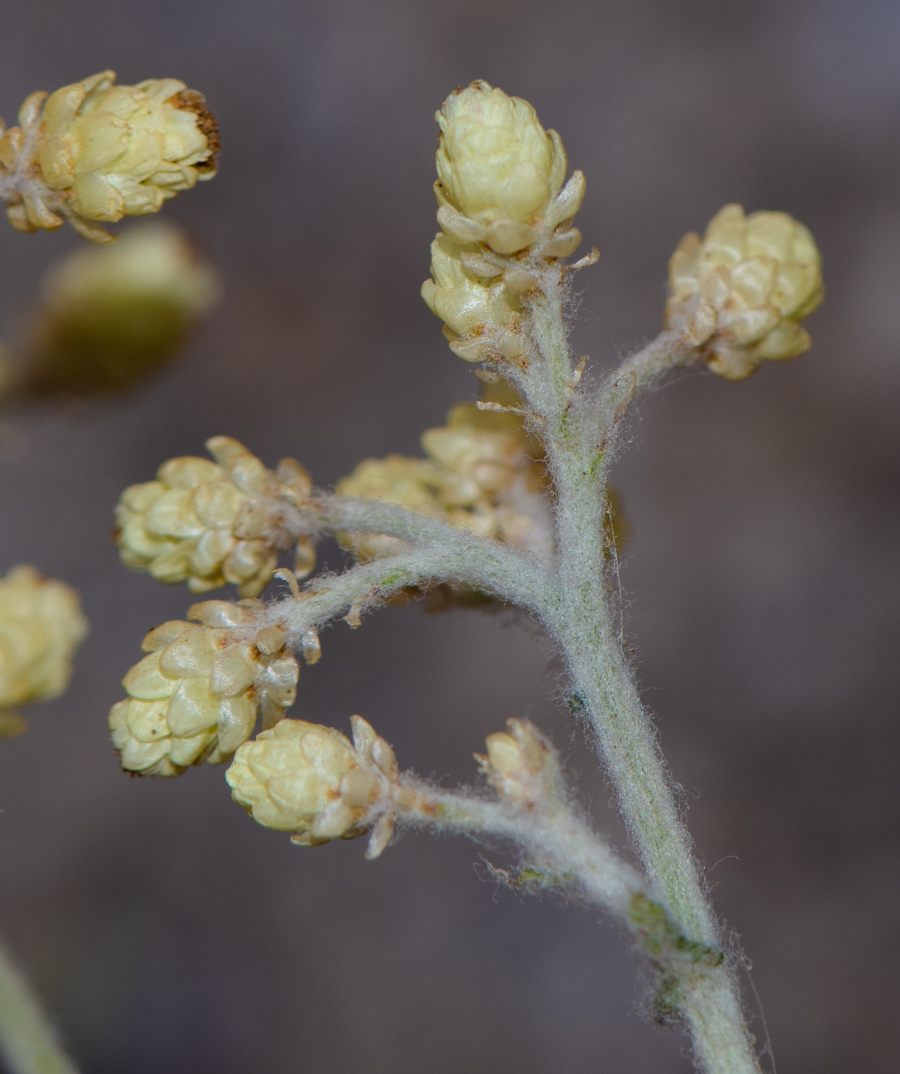 Image of Helichrysum patulum specimen.