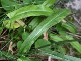 Tephroseris integrifolia. Прикорневой лист (сверху - лист Rumex acetosa). Мурманская обл., окр. пос. Дальние Зеленцы близ мыса Аварийный, приморская луговина. 02.08.2010.