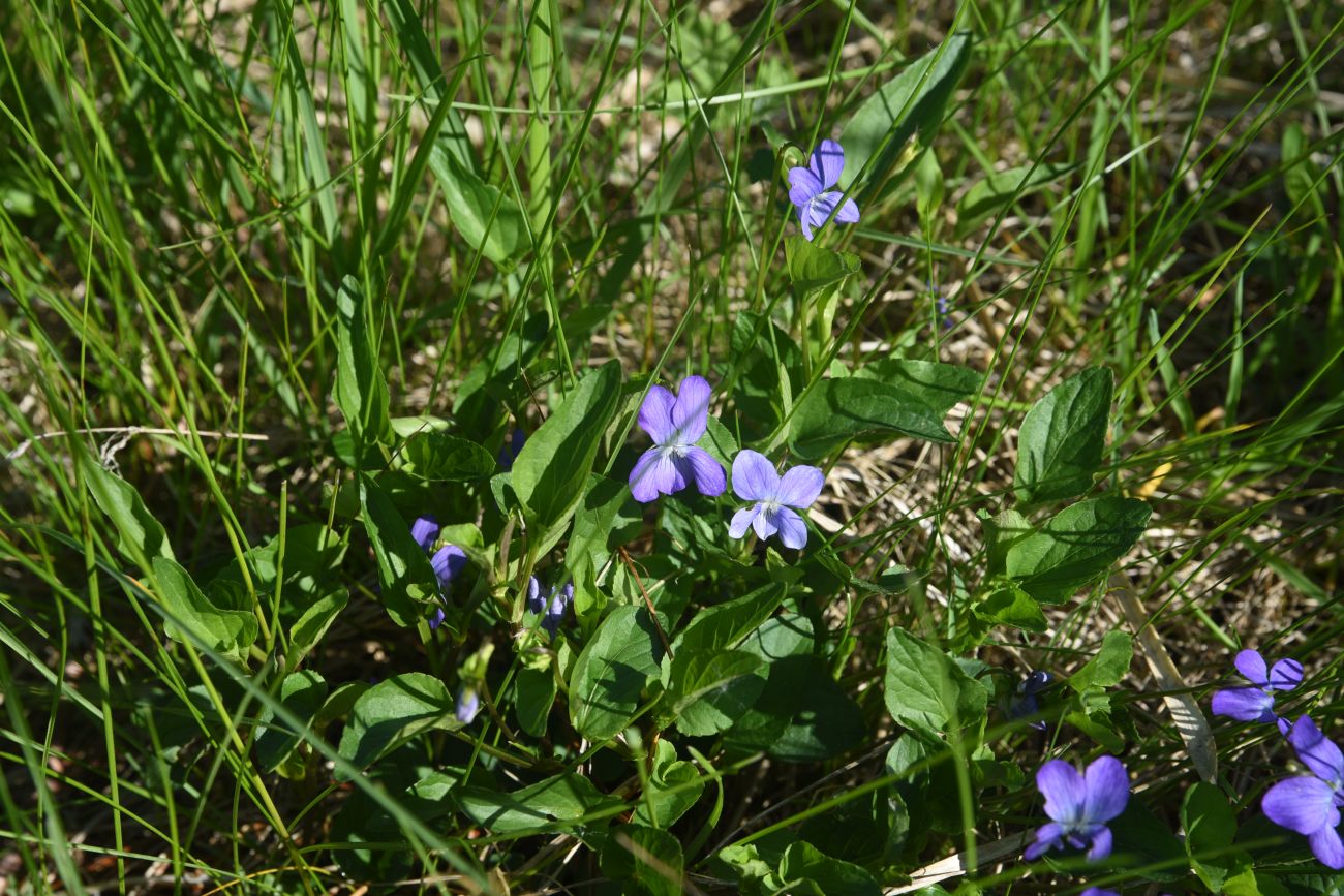 Изображение особи род Viola.