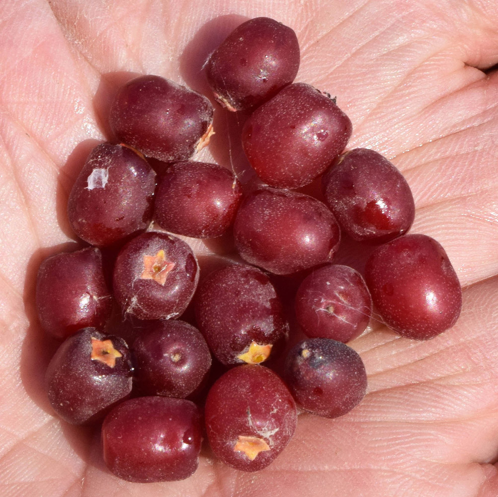 Image of Nitraria schoberi specimen.