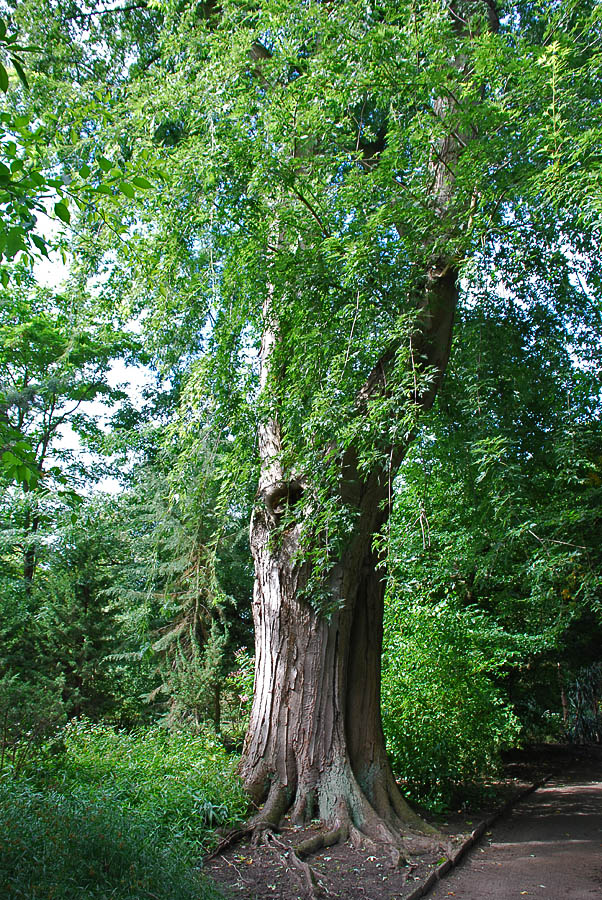 Image of Acer saccharinum specimen.