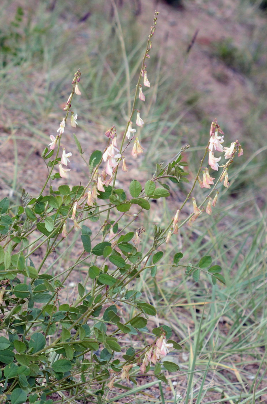 Image of Hedysarum flavescens specimen.