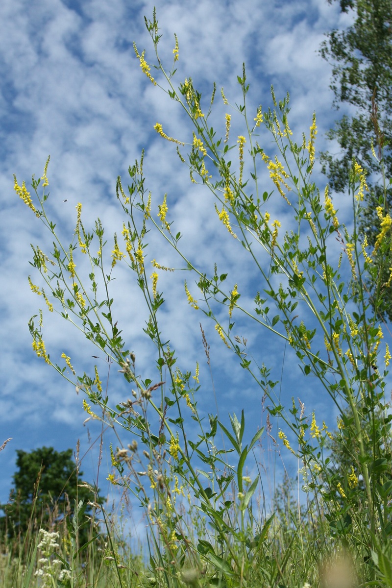 Изображение особи Melilotus officinalis.