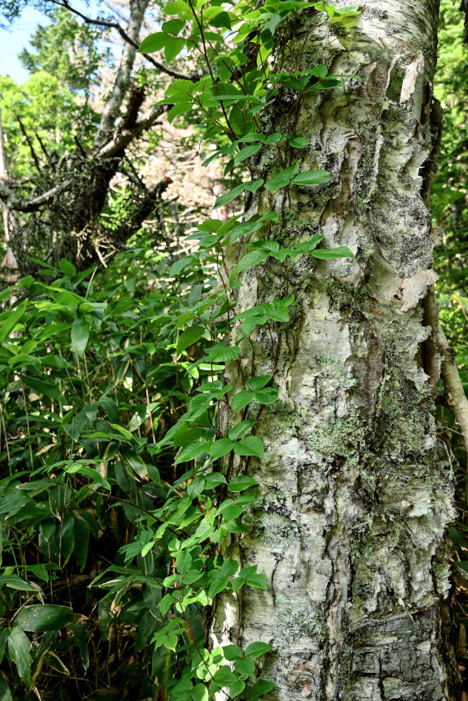 Изображение особи Toxicodendron orientale.