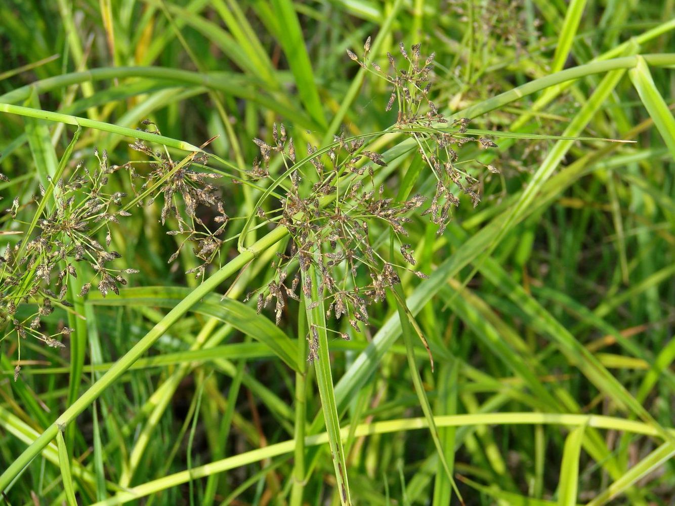 Image of Scirpus radicans specimen.