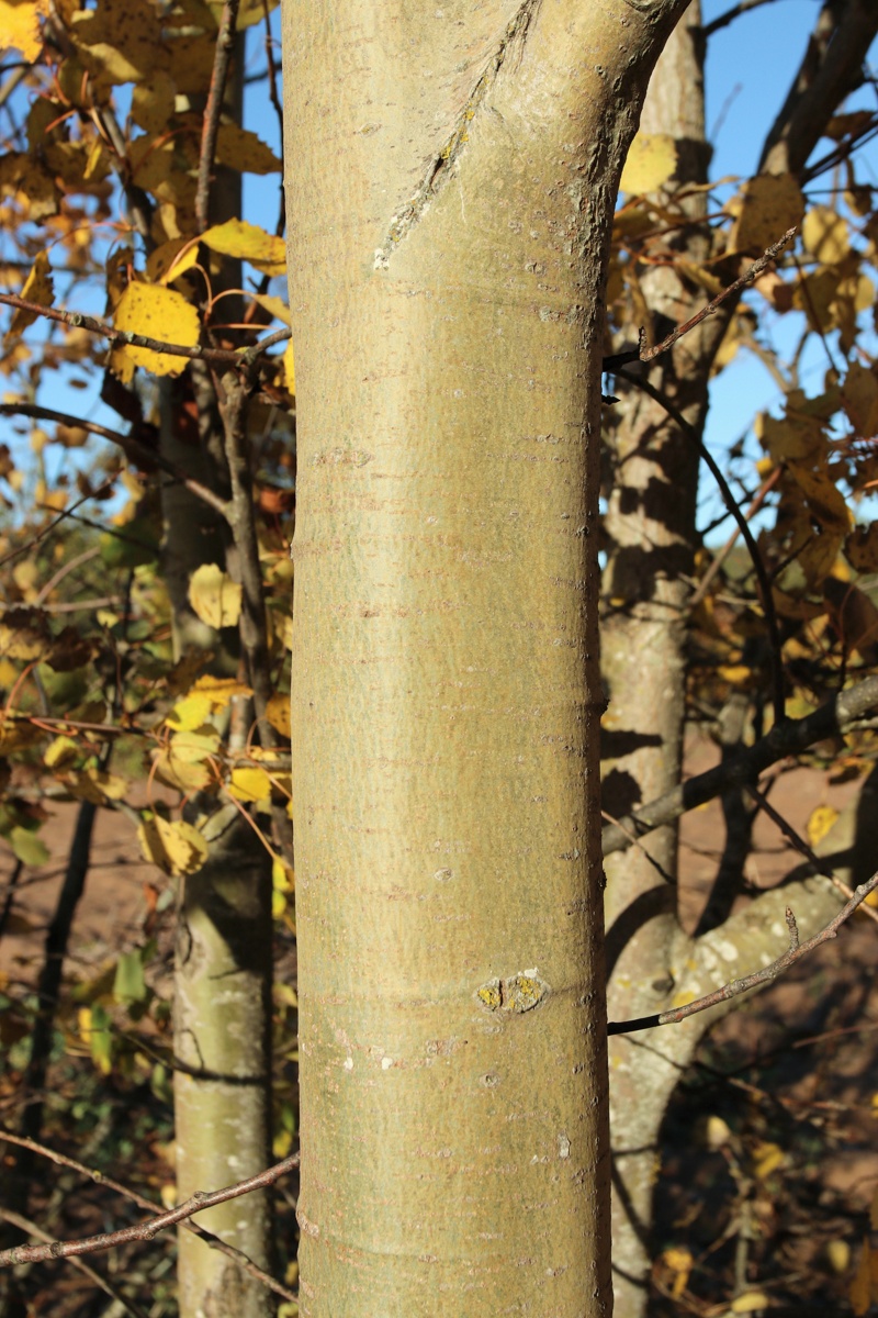 Image of Populus tremula specimen.