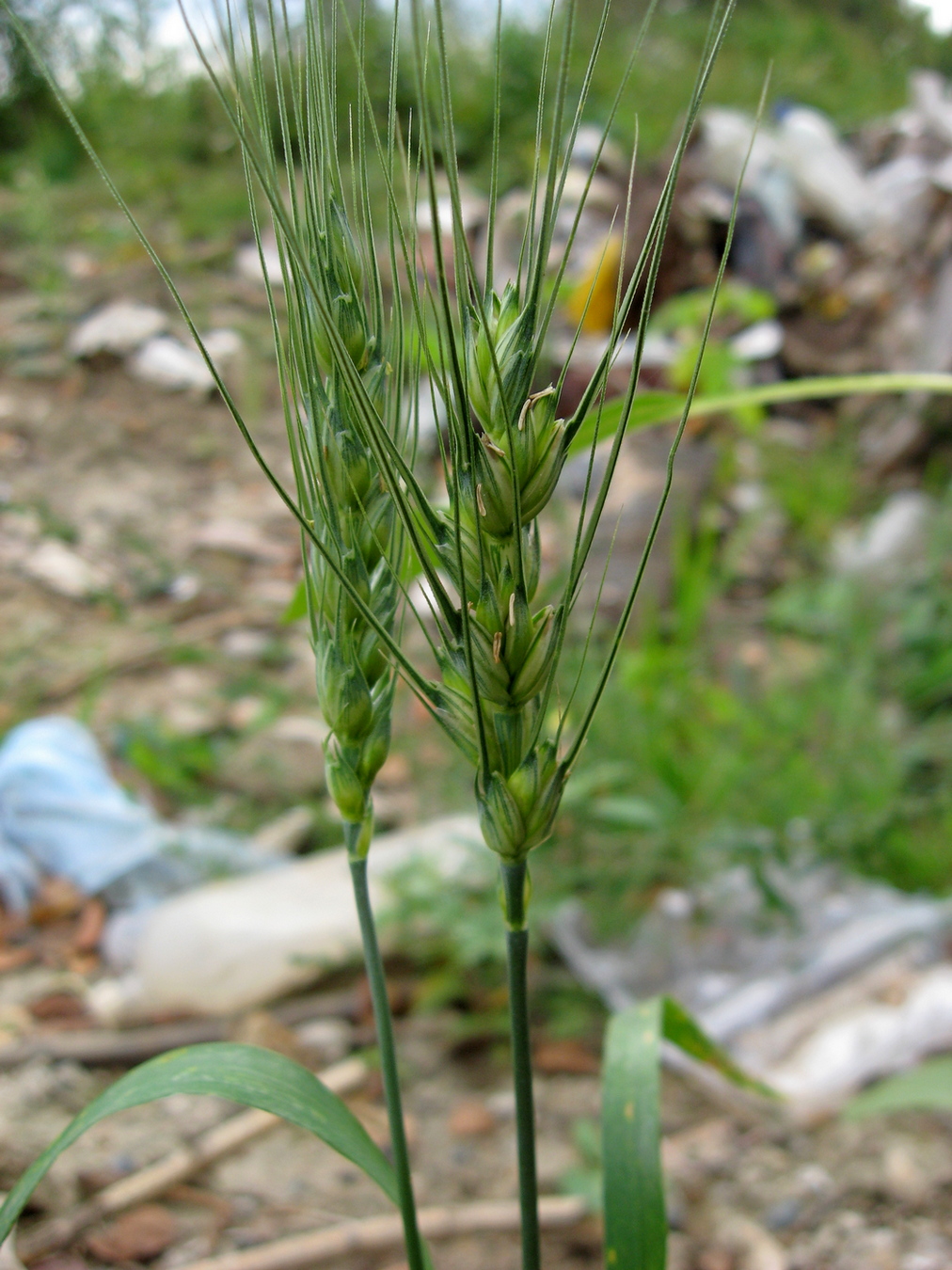 Изображение особи Triticum aestivum.