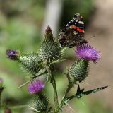 Cirsium vulgare. Верхушка цветущего растения с кормящимся Адмиралом Vanessa atalanta (Linnaeus, 1758). Карачаево-Черкесия, Зеленчукский р-н, долина р. Ходюк (выс. 1800 м н.у.м.). 21.08.2010.