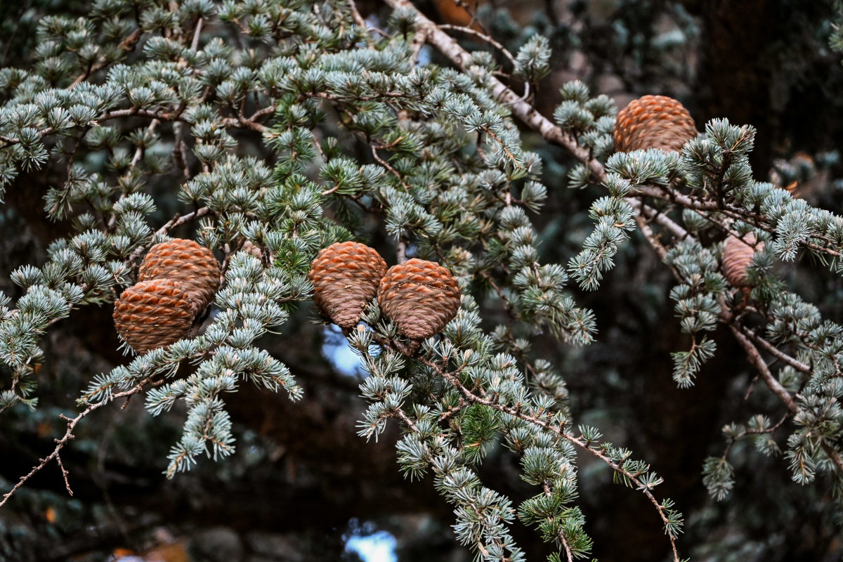 Image of Cedrus atlantica specimen.