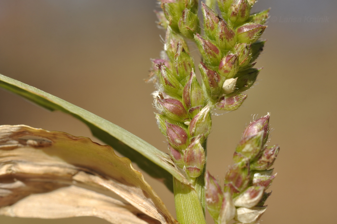 Изображение особи Echinochloa crus-galli.