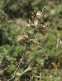 Salvia scabiosifolia. Соплодие. Крым, Феодосия, хр. Тепе-Оба, глинистый приморский склон. 16 августа 2021 г.