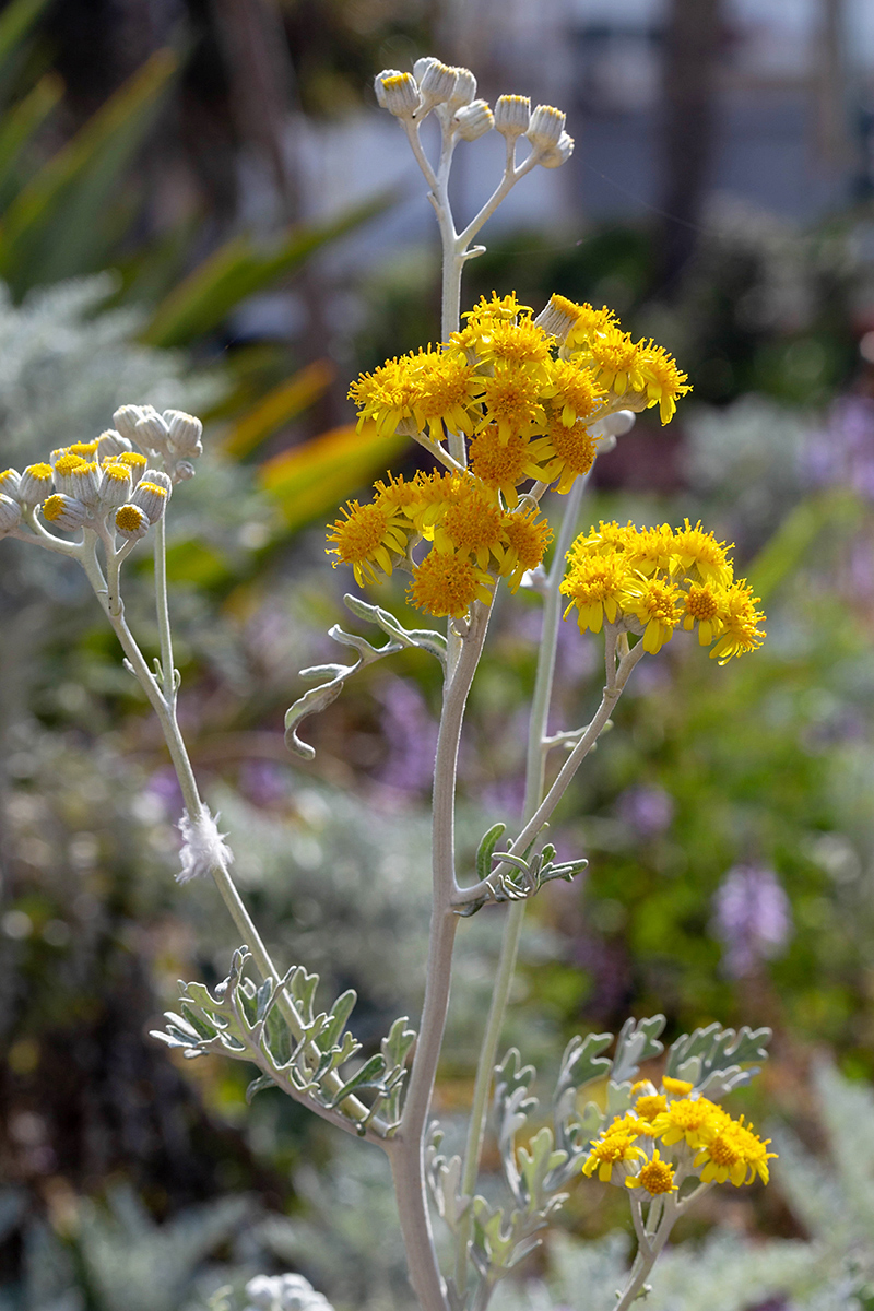 Изображение особи Senecio cineraria.