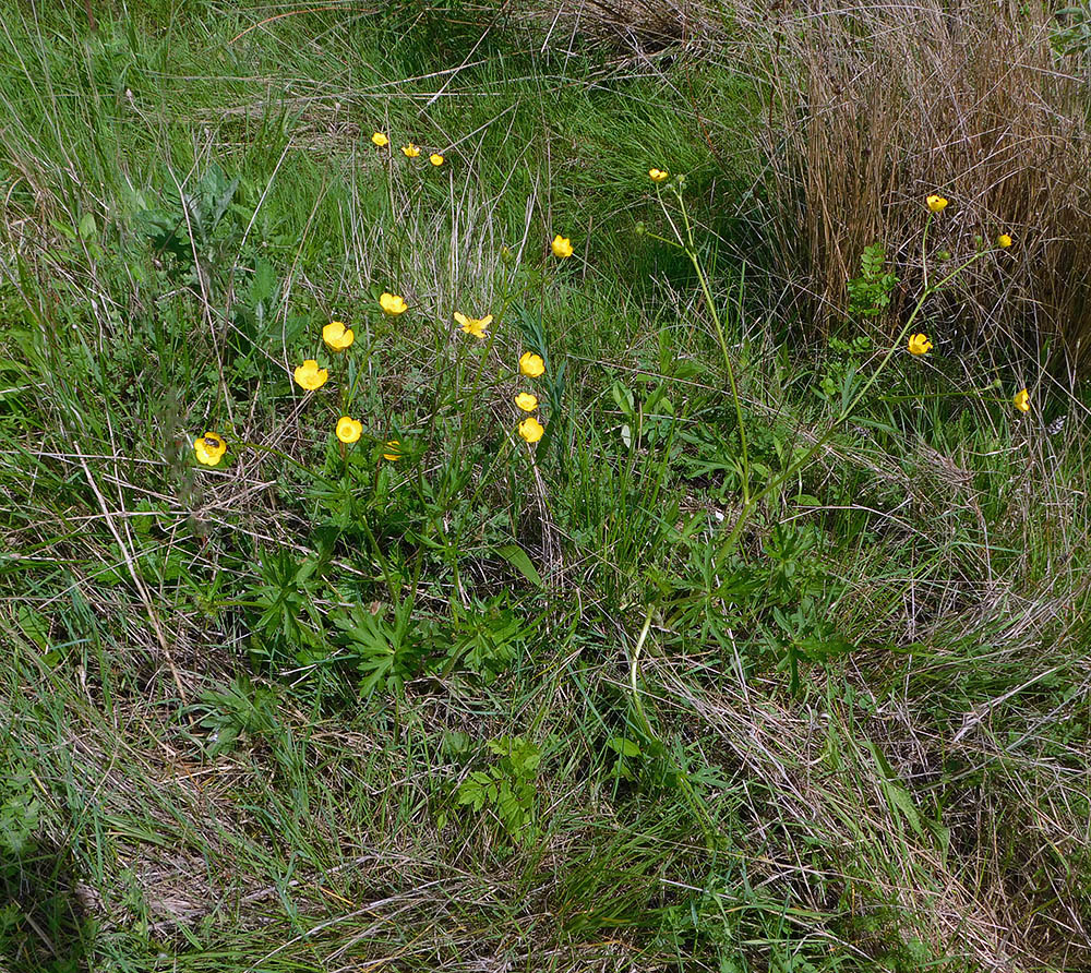 Изображение особи Ranunculus meyerianus.