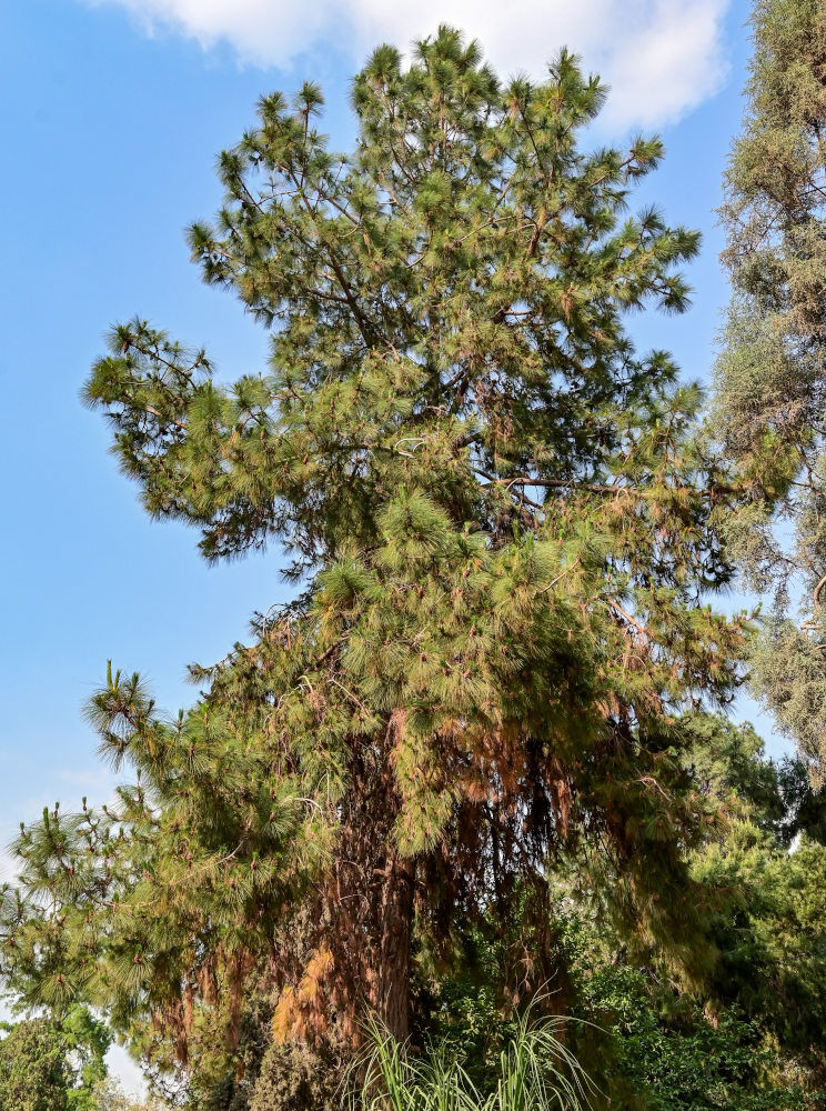 Изображение особи Pinus canariensis.