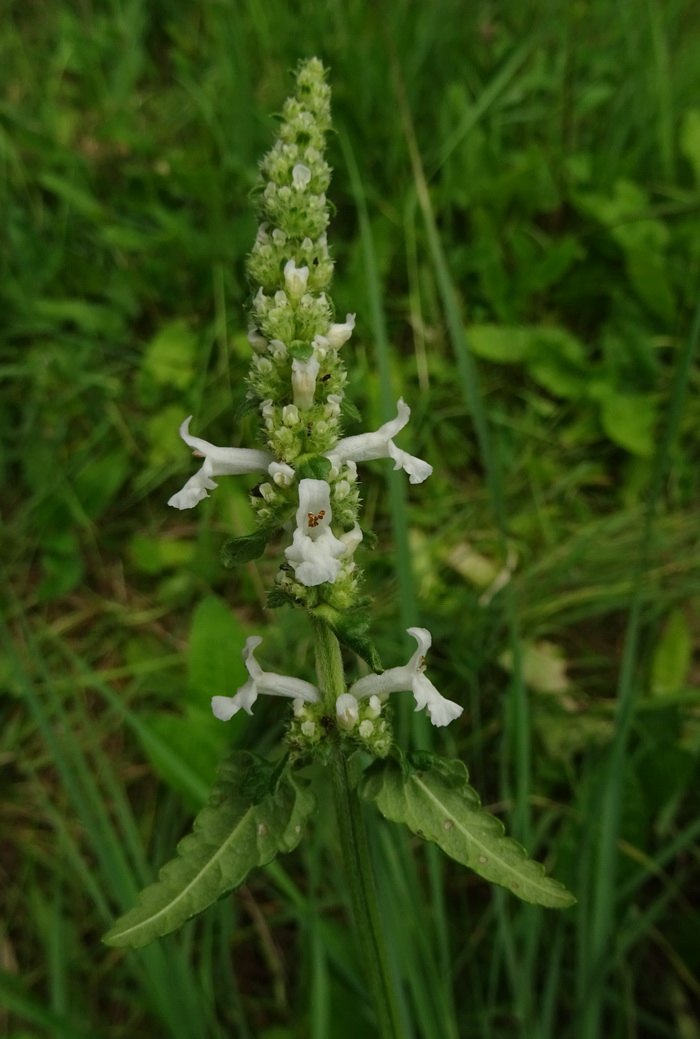 Image of Betonica officinalis specimen.