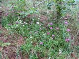 Dianthus barbatus