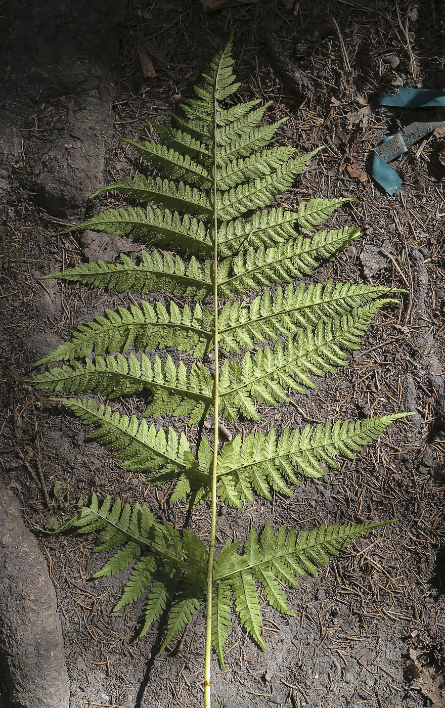 Image of Dryopteris expansa specimen.