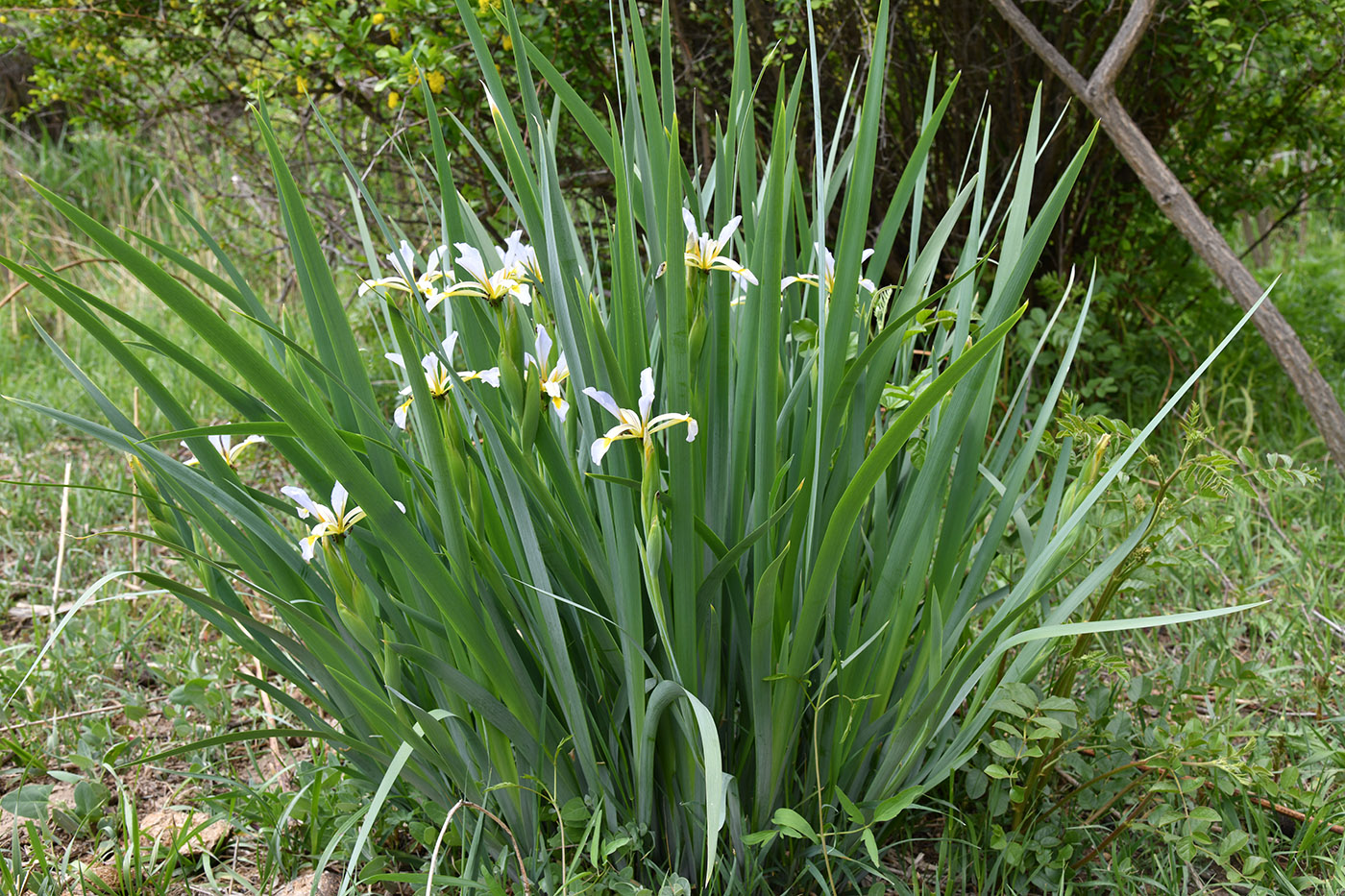 Изображение особи Iris sogdiana.