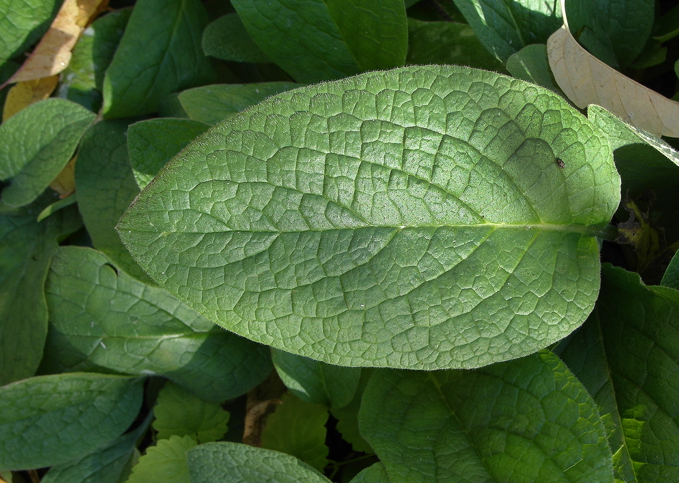 Image of familia Boraginaceae specimen.