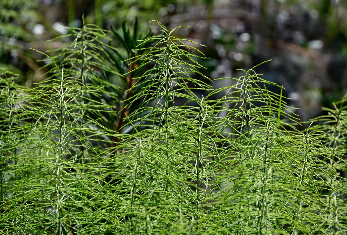 Image of Equisetum pratense specimen.