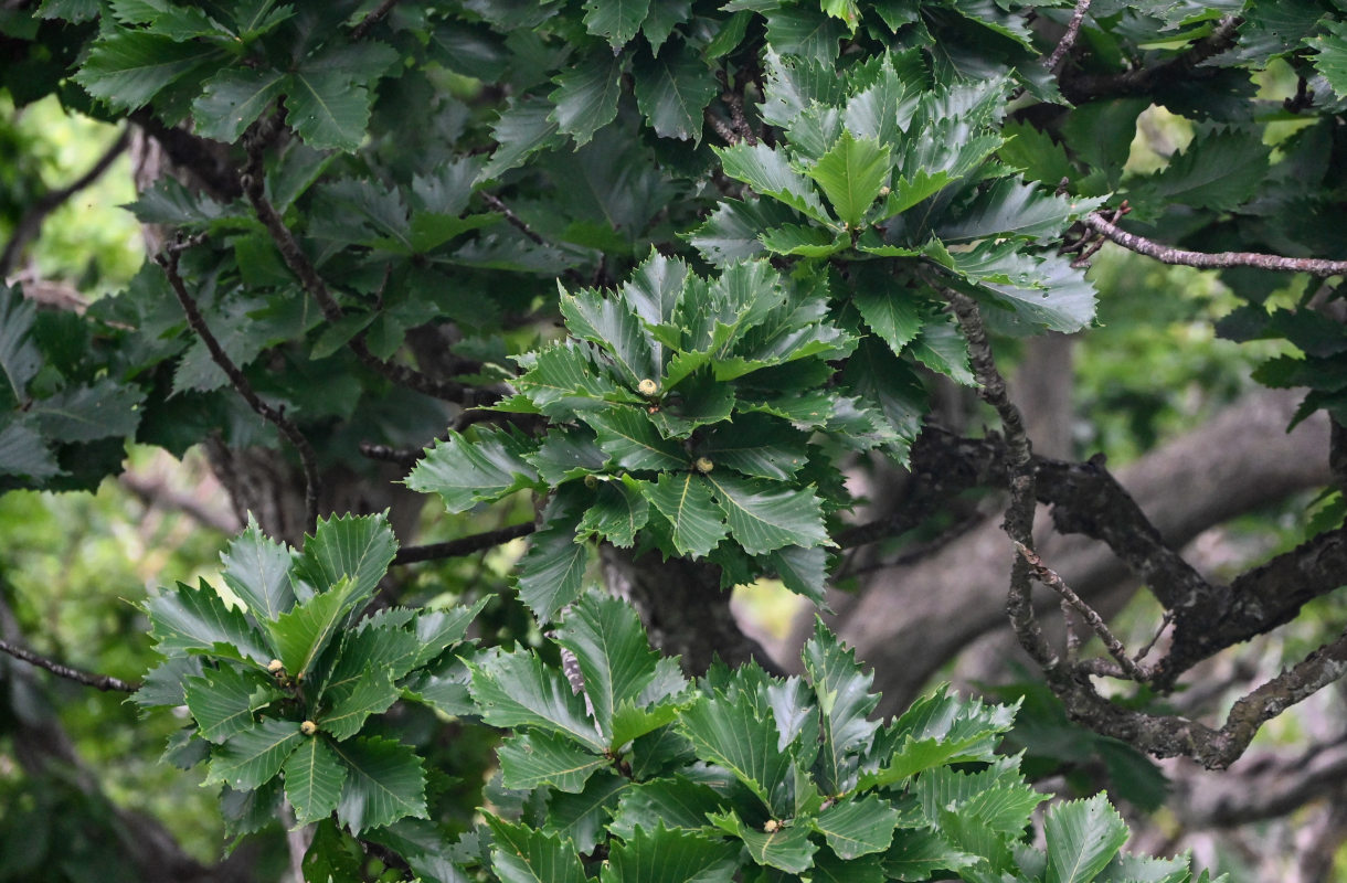 Image of Quercus crispula specimen.