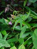 Cirsium weyrichii