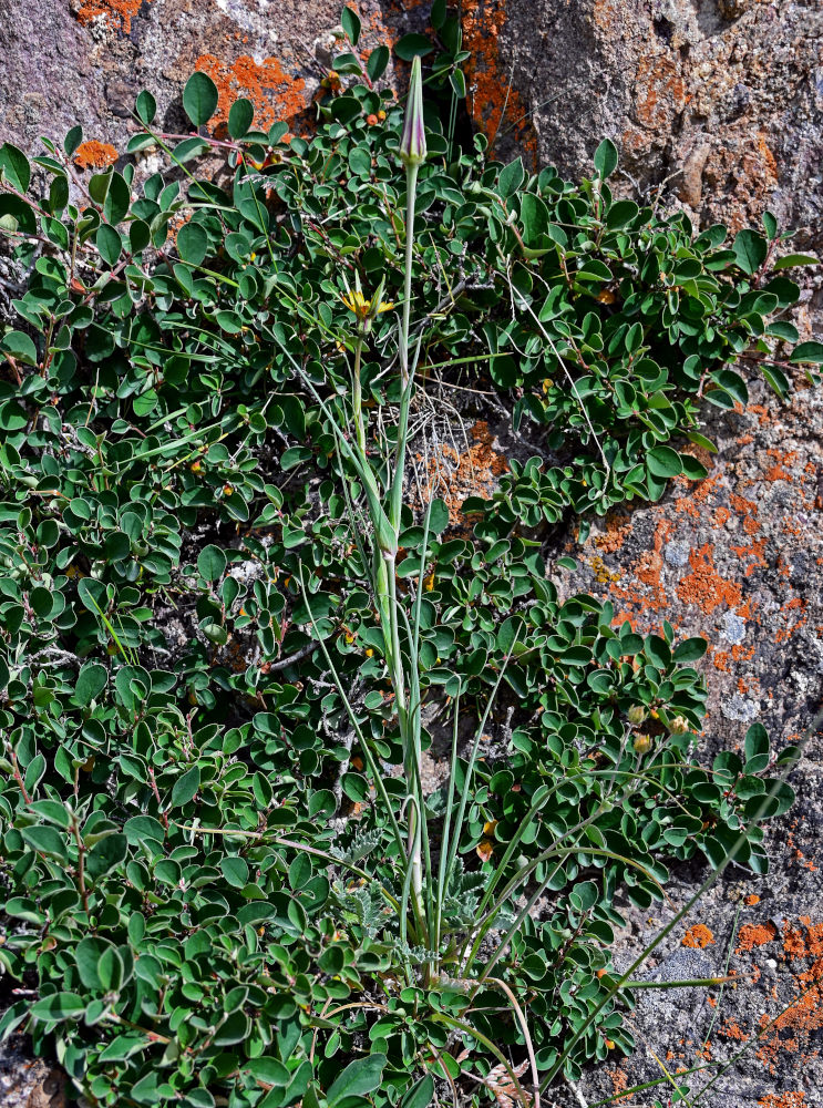 Image of genus Tragopogon specimen.