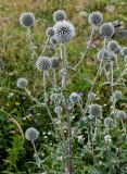 Echinops sphaerocephalus. Верхушки побегов с распускающимися и распустившимся соцветиями. Дагестан, Гунибский р-н, с. Гамсутль, ≈ 1400 м н.у.м., луговой склон. 29.07.2022.