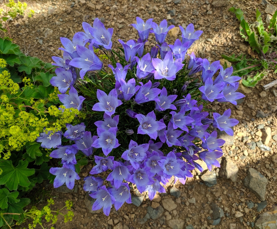 Изображение особи Campanula tridentata.