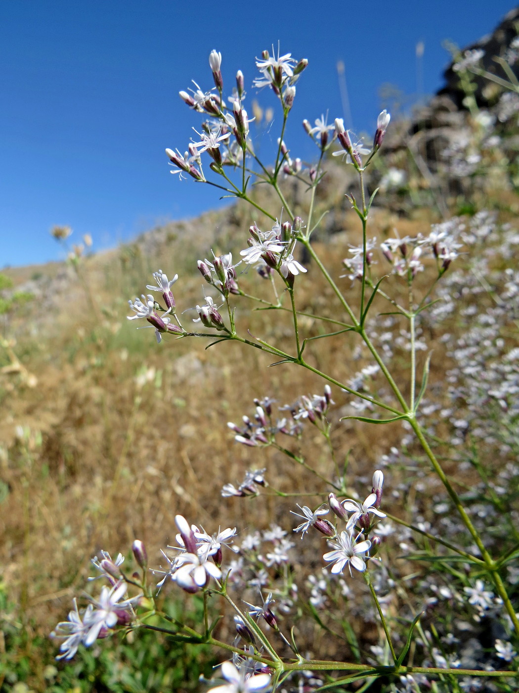 Изображение особи Acanthophyllum gypsophiloides.