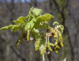 Quercus pubescens