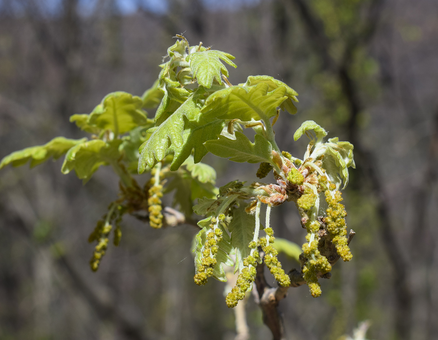 Изображение особи Quercus pubescens.