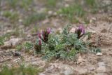 Astragalus kelleri