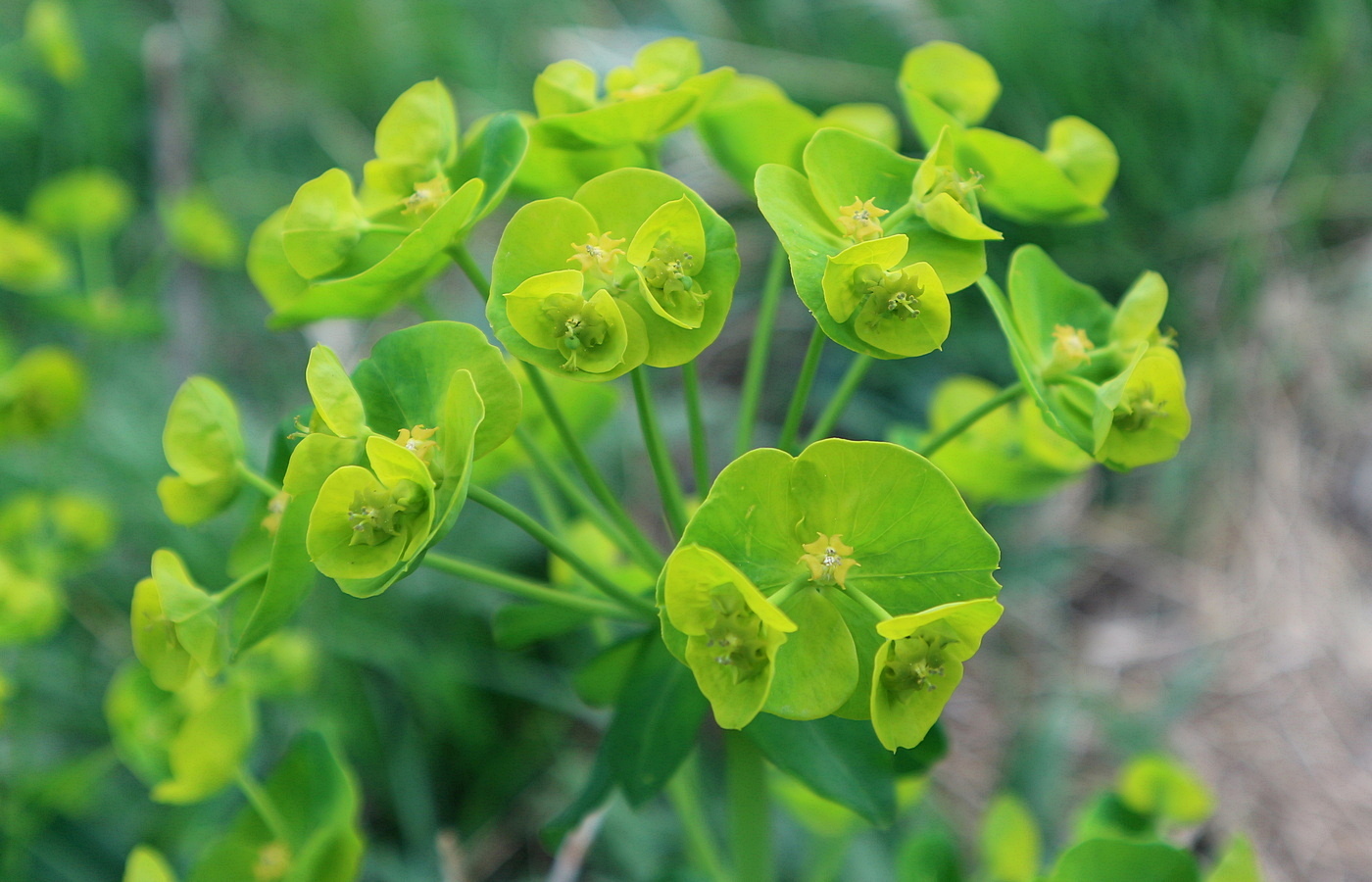 Изображение особи Euphorbia iberica.