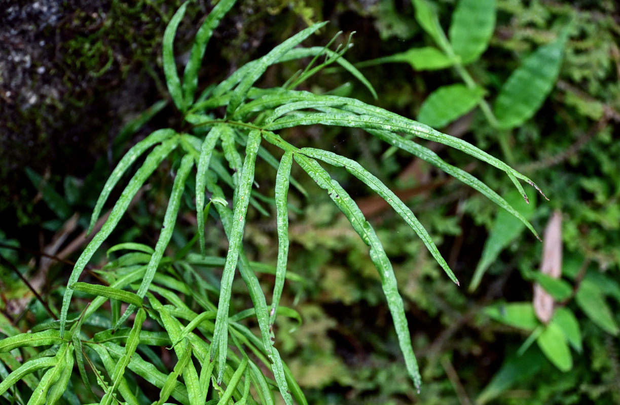 Изображение особи Pteris multifida.