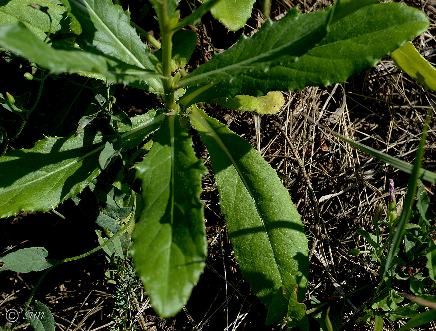 Image of Cirsium arvense specimen.