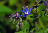 Borago officinalis. Цветки и бутоны. Московская обл., Раменский р-н, окр. дер. Хрипань, садовый участок. 28.07.2024.