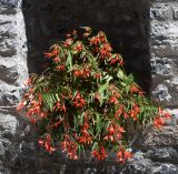 Begonia boliviensis