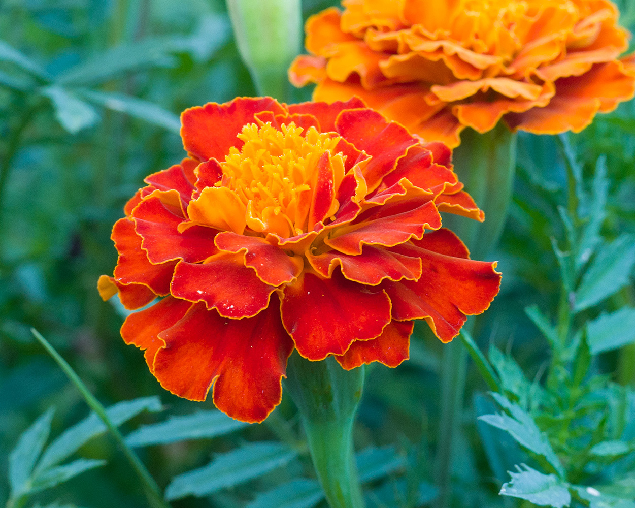 Image of Tagetes patula specimen.