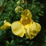 Impatiens maackii. Цветок и бутоны. Хабаровский край, окр. г. Комсомольск-на-Амуре, Силинский лесопарк. 18.08.2024.