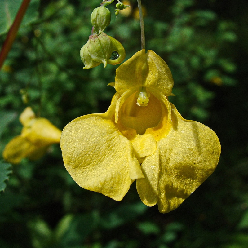 Изображение особи Impatiens maackii.